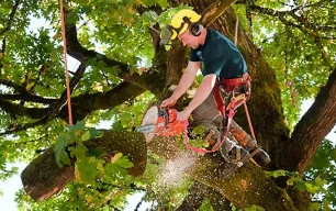 Tree ServicesTree Services
